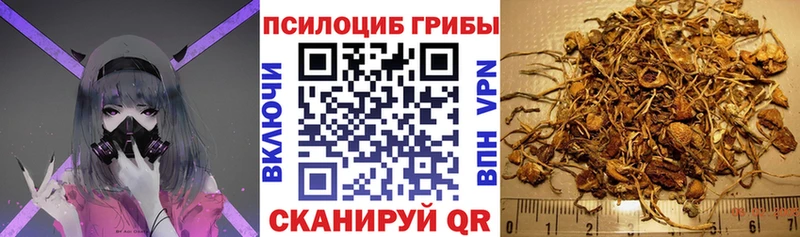 площадка официальный сайт Геленджик Галлюциногенные грибы Psilocybine cubensis